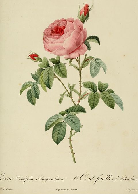 Rosa × centifolia 'Parvifolia' (Burgundy rose) from Les Roses, 1824