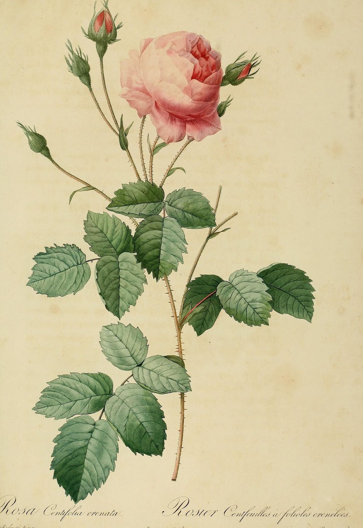 Rosa × centifolia 'Crenata' (Cabbage rose, crenate-leaved) from Les Roses, 1821