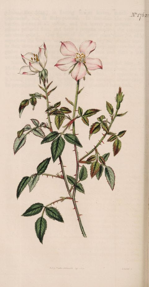 Rosa chinensis 'Minima' (Miss Lawrence's rose), plate 1762 from Curtis's Botanical Magazine, 1815