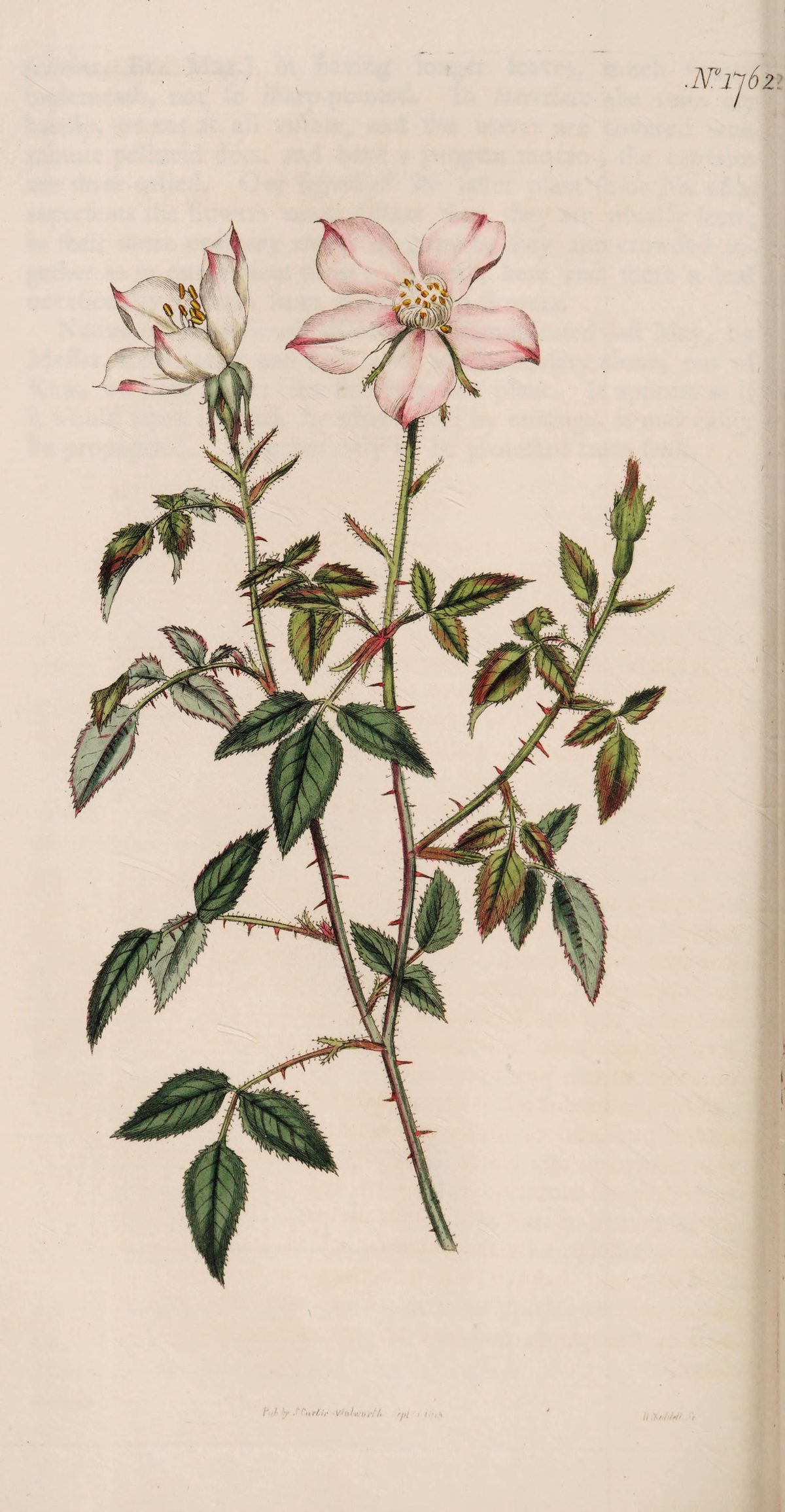 Rosa chinensis 'Minima' (Miss Lawrence's rose), plate 1762 from Curtis's Botanical Magazine, 1815