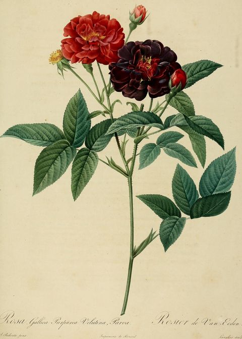 Rosa gallica 'Purpurea velutina parva' (Velvet rose of Van Eeden) from Les Roses, 1821