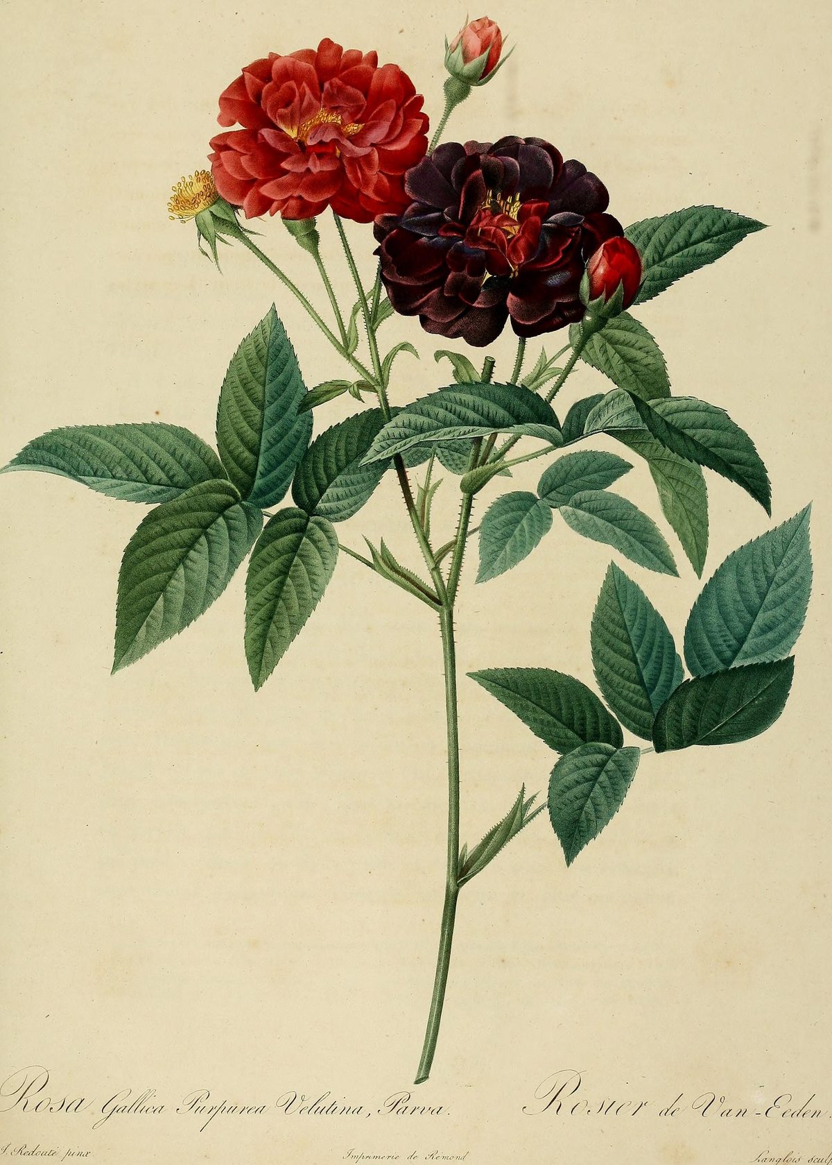 Rosa gallica 'Purpurea velutina parva' (Velvet rose of Van Eeden) from Les Roses, 1821