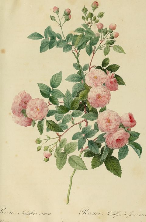 Rosa multiflora 'Carnea' (Many-flowered rose) from Les Roses, 1821