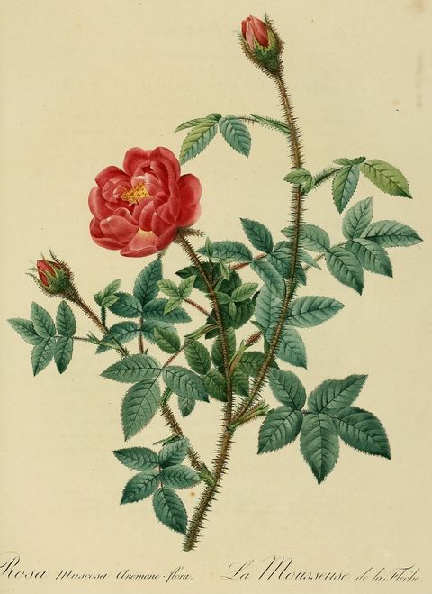 Rosa × centifolia 'Muscosa Anemone-flora' (Anemone-flowered moss rose) from Les Roses, 1824