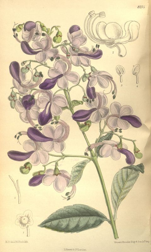 Rotheca myricoides (Blue butterfly bush), plate 8235 from Curtis's Botanical Magazine, 1909