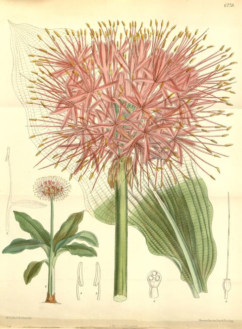 Scadoxus multiflorus subsp. katherinae (Katherine-wheel lily), plate 6778 from Curtis's Botanical Magazine, 1884