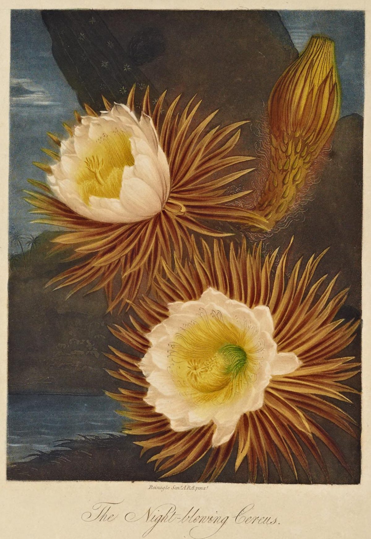 Selenicereus grandiflorus (Night-blowing cereus) from The Temple of Flora, 1800