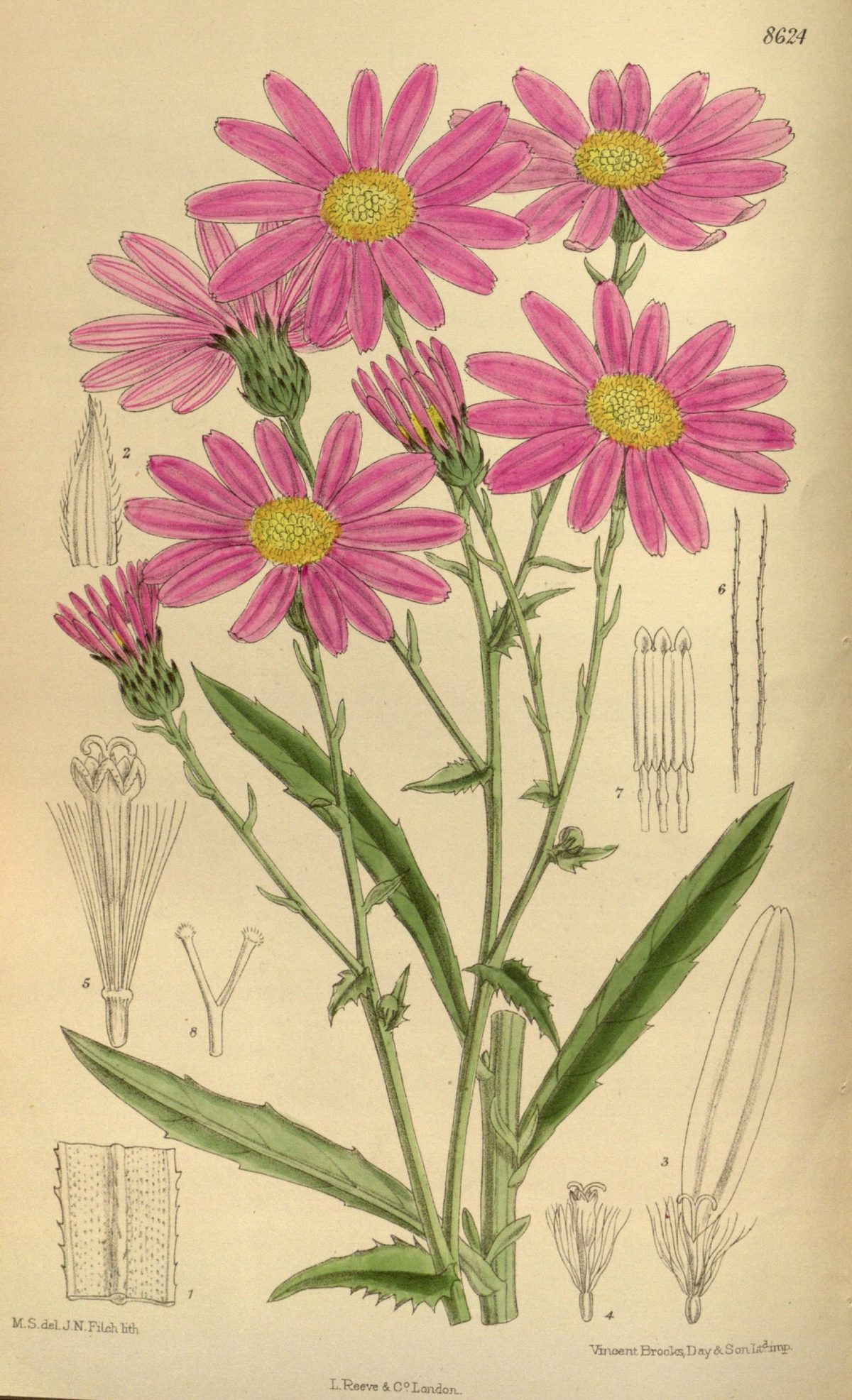 Senecio glastifolius (Pink ragwort), plate 8624 from Curtis's Botanical Magazine, 1915