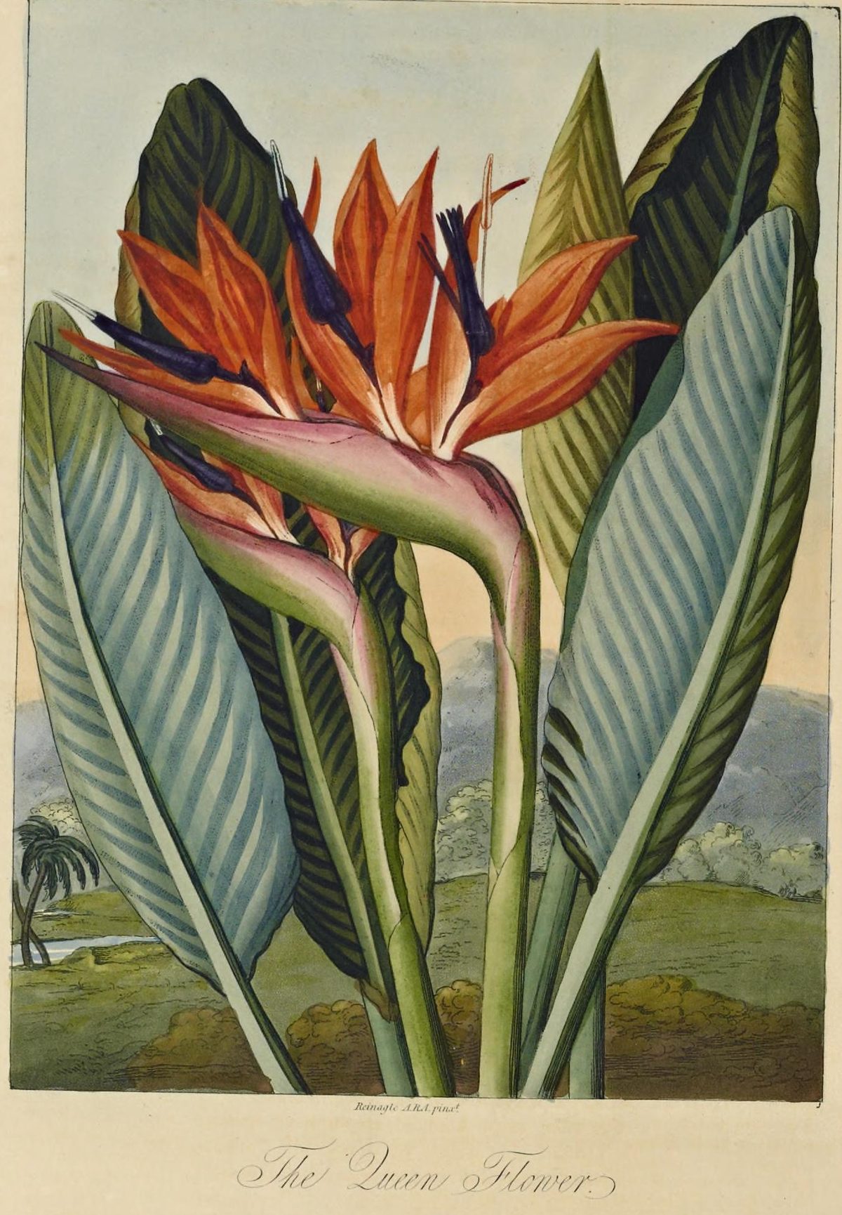 Strelitzia reginae (Bird of paradise flower) from The Temple of Flora, 1804