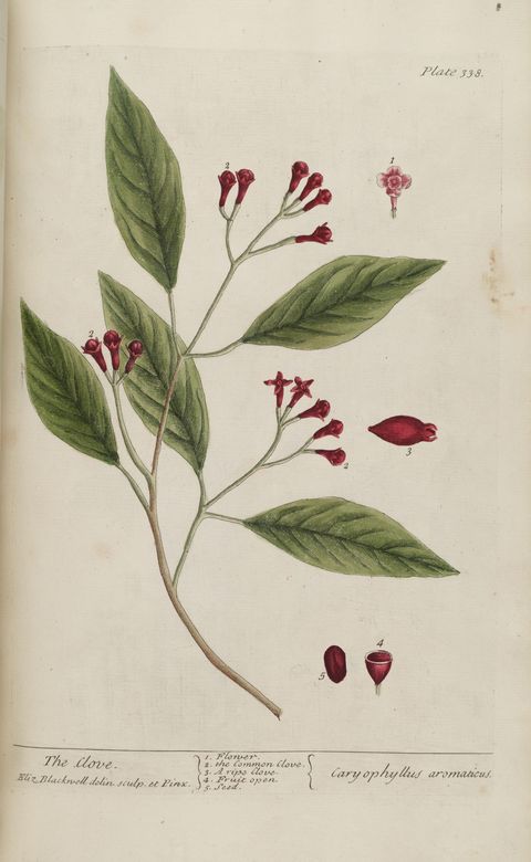 Syzygium aromaticum (Clove), plate 338 from A Curious Herbal, 1739