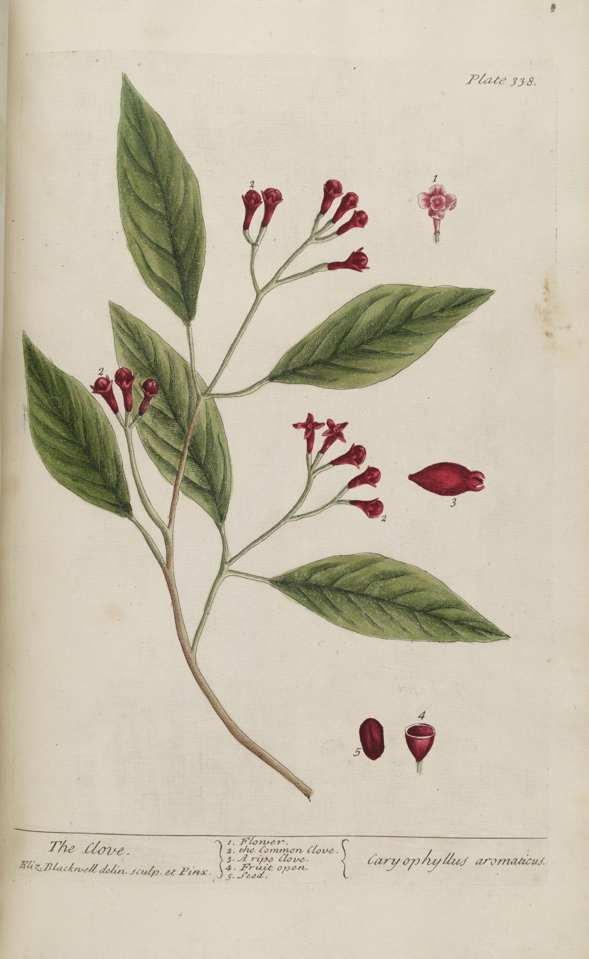 Syzygium aromaticum (Clove), plate 338 from A Curious Herbal, 1739