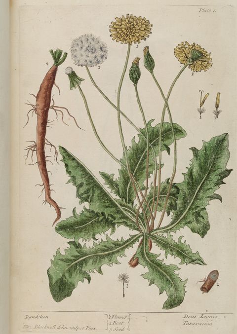Taraxacum officinale (Dandelion), plate 1 from A Curious Herbal, 1737