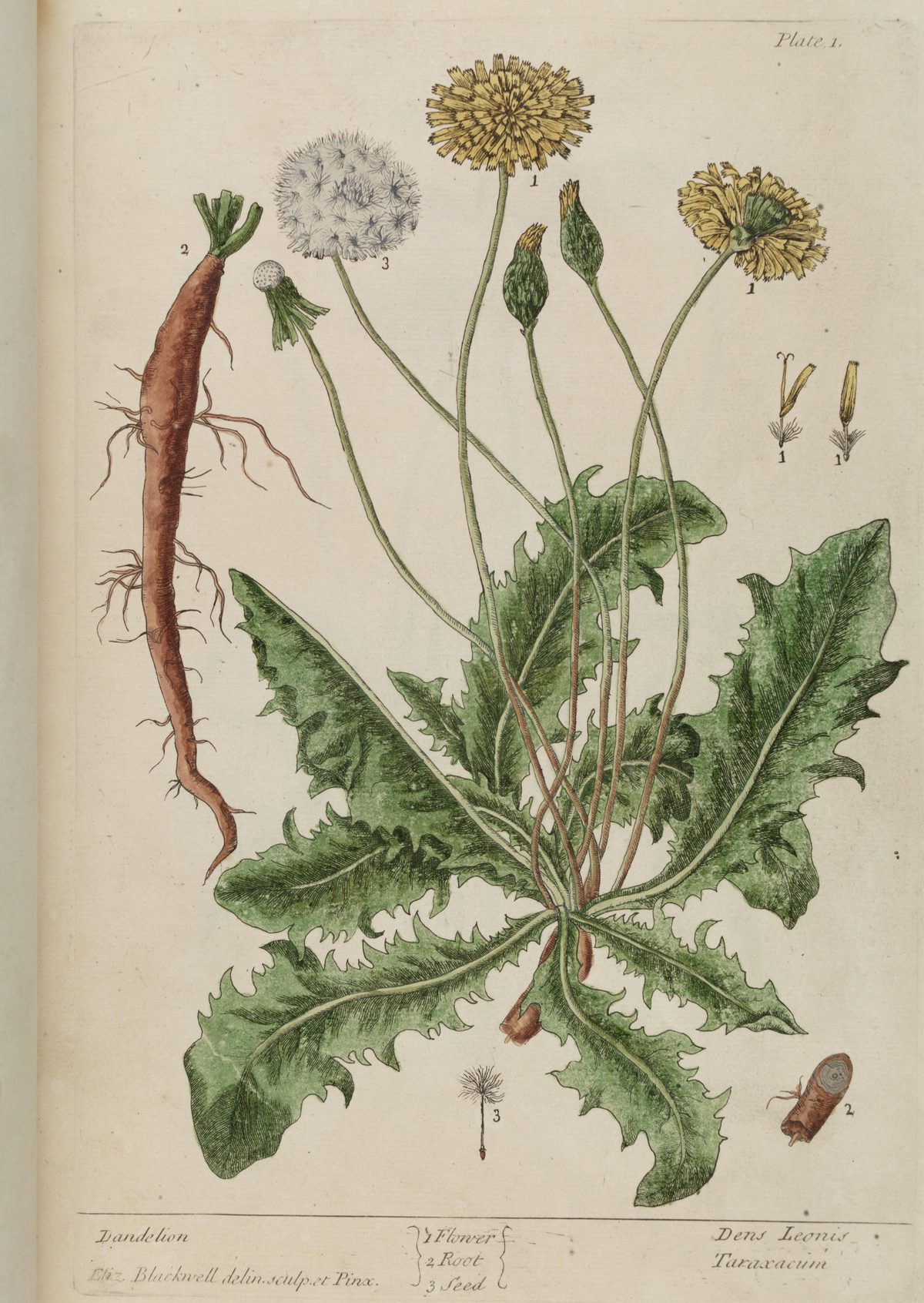Taraxacum officinale (Dandelion), plate 1 from A Curious Herbal, 1737