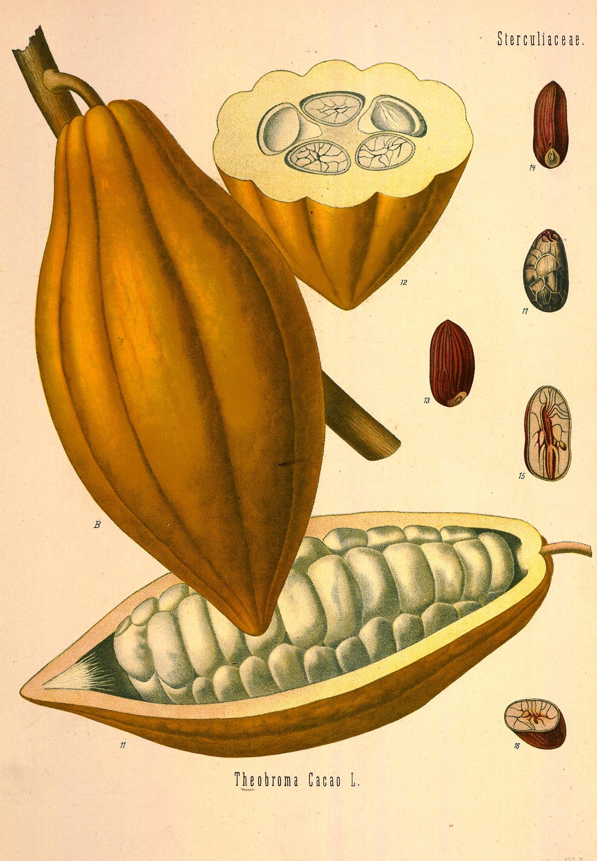 Theobroma cacao (Cacao) from Köhler's Medizinal-Pflanzen, 1890