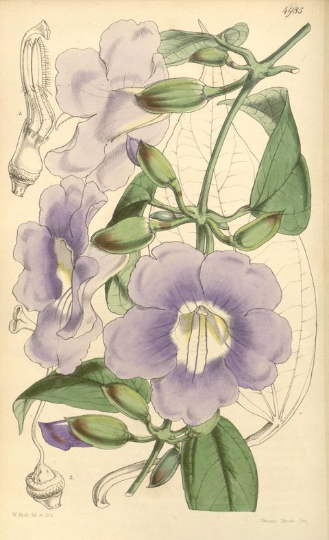 Thunbergia laurifolia (Blue trumpet vine), plate 4985 from Curtis's Botanical Magazine, 1857