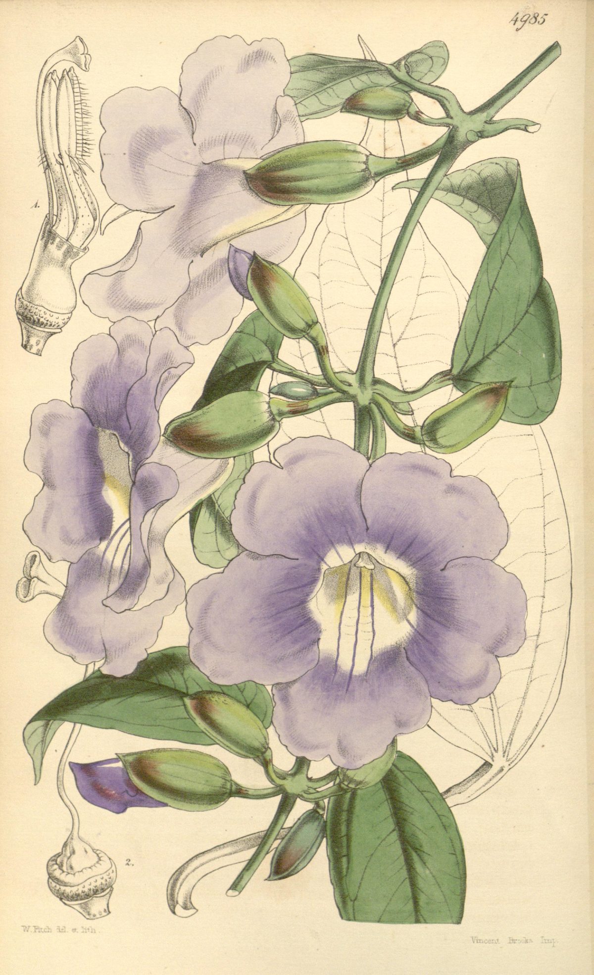 Thunbergia laurifolia (Blue trumpet vine), plate 4985 from Curtis's Botanical Magazine, 1857