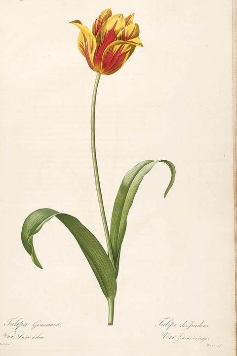 Tulipa gesneriana (Garden tulip) from Les Liliacées, 1816