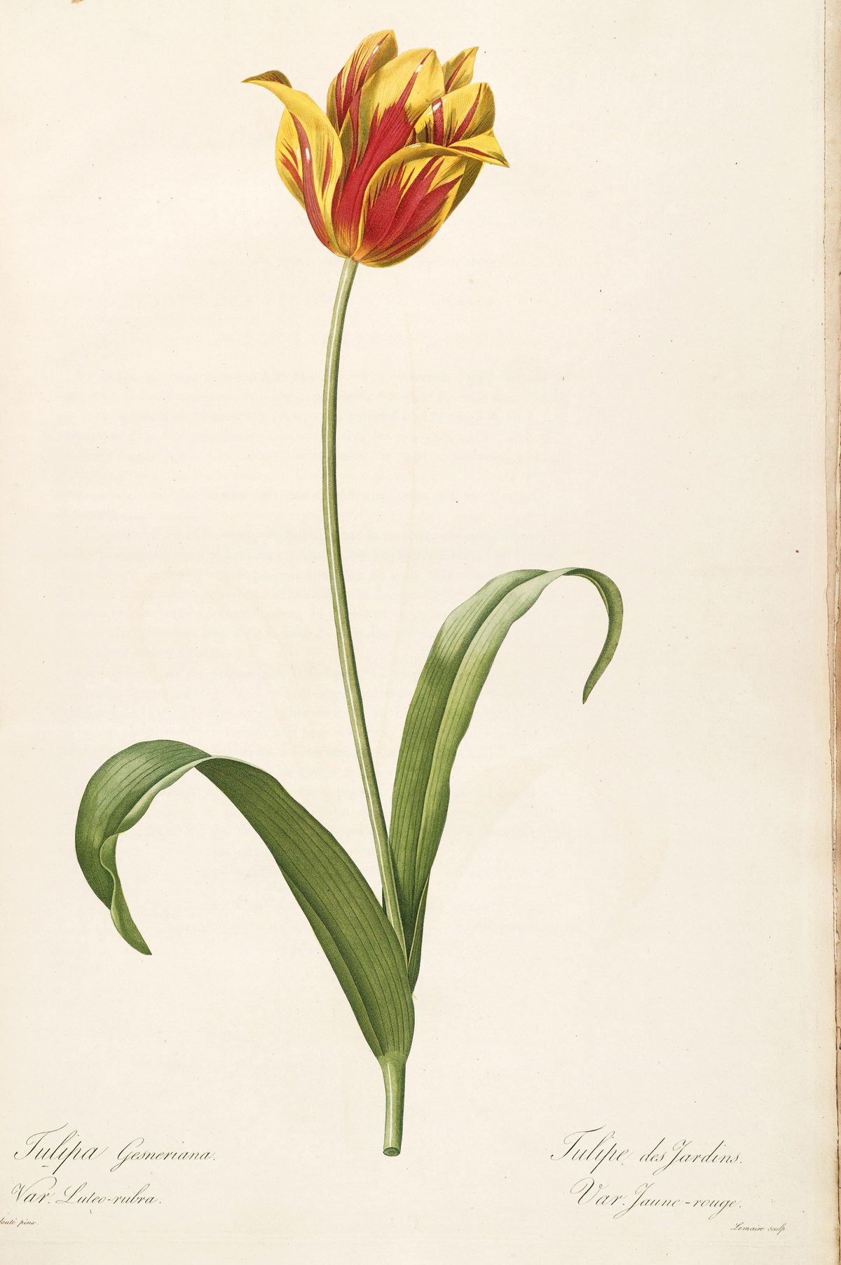 Tulipa gesneriana (Garden tulip) from Les Liliacées, 1816