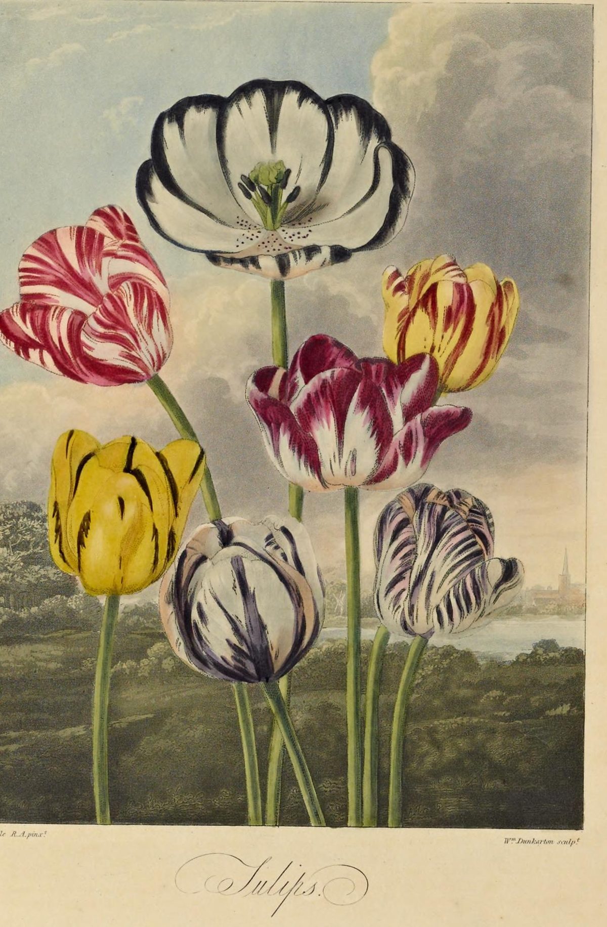 Tulipa gesneriana (A group of tulips) from The Temple of Flora, 1798