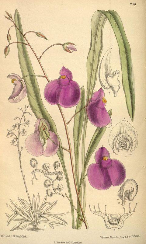 Utricularia longifolia (Long-leaved bladderwort), plate 8516 from Curtis's Botanical Magazine, 1913