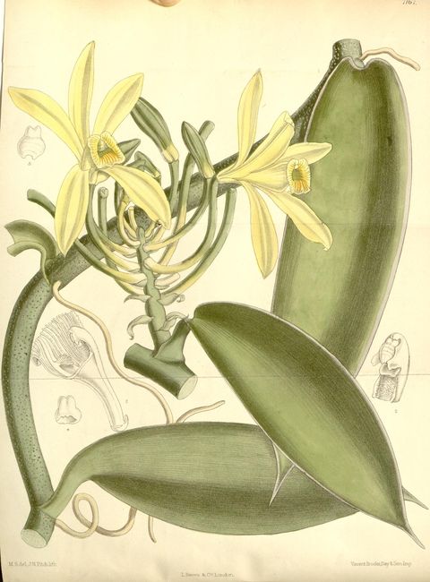 Vanilla planifolia (Vanilla), plate 7167 from Curtis's Botanical Magazine, 1891