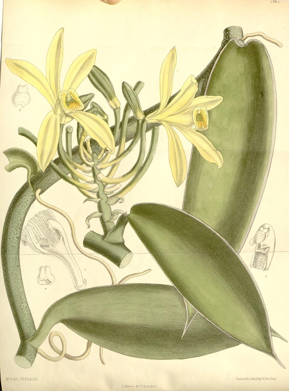 Vanilla planifolia (Vanilla), plate 7167 from Curtis's Botanical Magazine, 1891