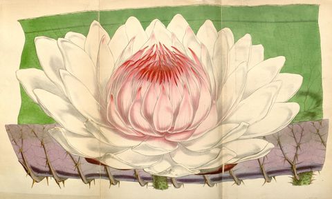 Victoria amazonica (Giant waterlily), plate 4276 from Curtis's Botanical Magazine, 1847