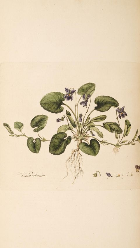 Viola odorata (Sweet violet) from Flora Londinensis, 1777