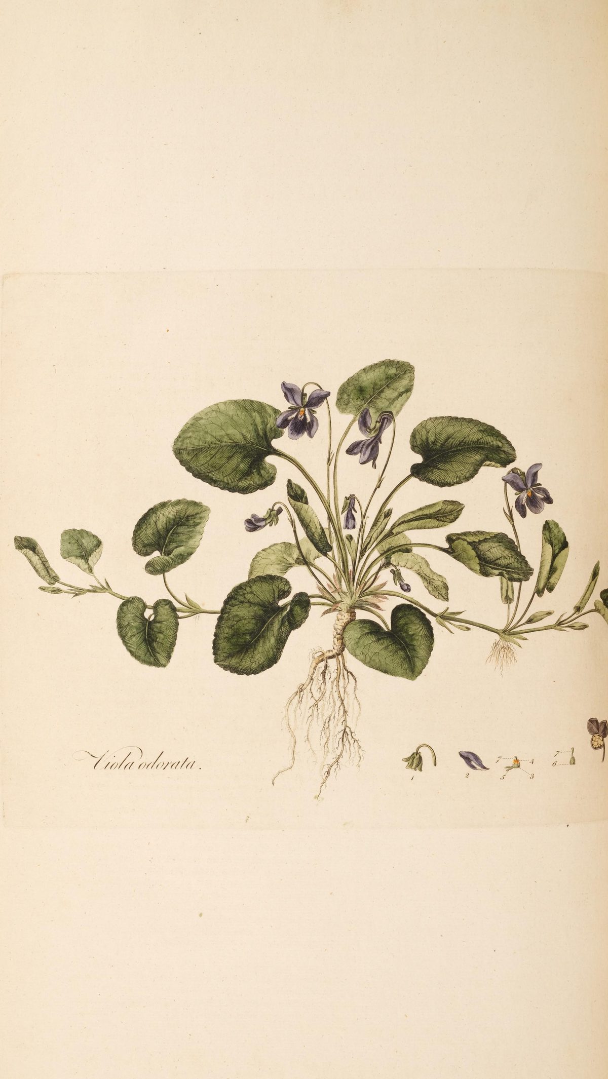Viola odorata (Sweet violet) from Flora Londinensis, 1777
