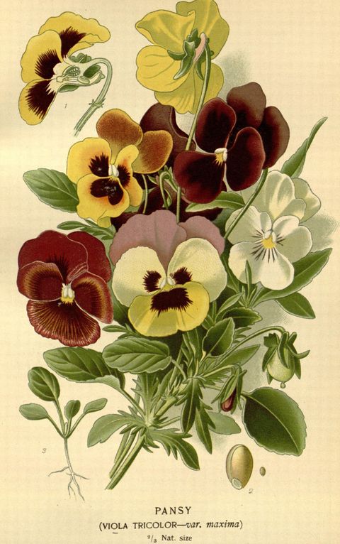 Viola × wittrockiana (Pansy) from Favourite Flowers of Garden and Greenhouse, 1896