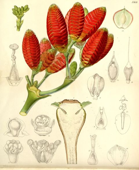 Welwitschia mirabilis (Welwitschia), plate 5369 from Curtis's Botanical Magazine, 1863