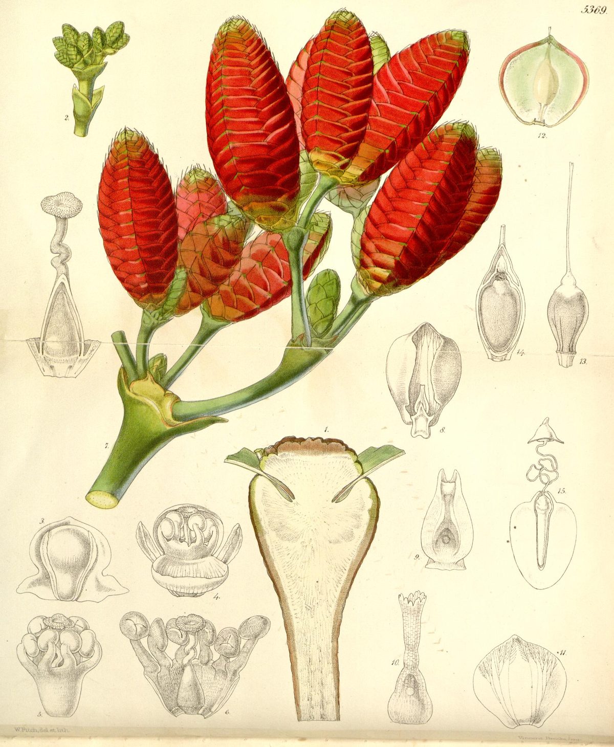 Welwitschia mirabilis (Welwitschia), plate 5369 from Curtis's Botanical Magazine, 1863