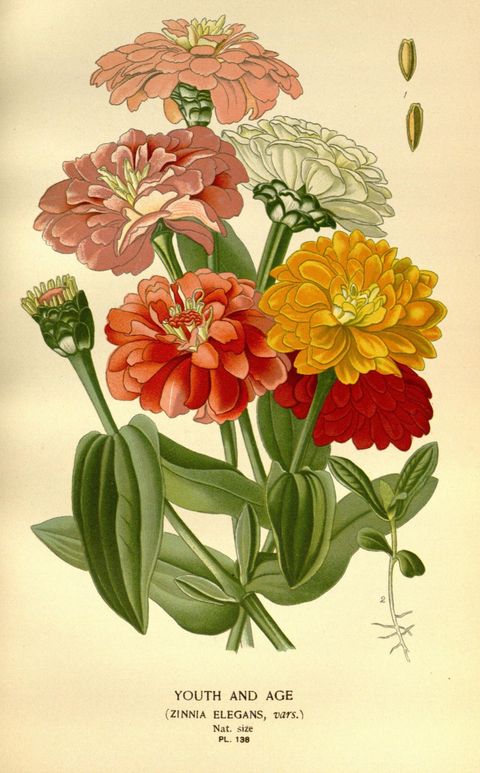 Zinnia elegans (Zinnias), plate 138 from Favourite Flowers of Garden and Greenhouse, 1896